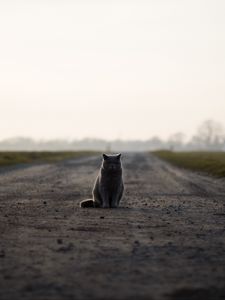 Preview wallpaper cat, british, road, sits