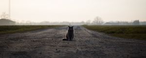 Preview wallpaper cat, british, road, sits