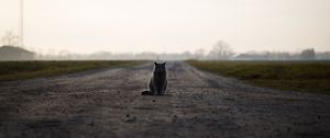 Preview wallpaper cat, british, road, sits