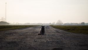 Preview wallpaper cat, british, road, sits