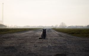 Preview wallpaper cat, british, road, sits