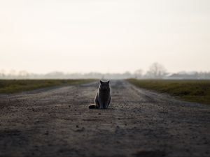 Preview wallpaper cat, british, road, sits