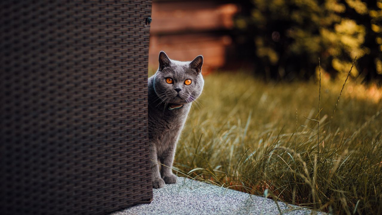 Wallpaper cat, british shorthair, look out, curiosity