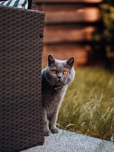 Preview wallpaper cat, british shorthair, look out, curiosity