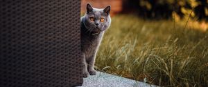 Preview wallpaper cat, british shorthair, look out, curiosity