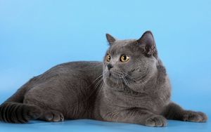 Preview wallpaper cat, briton, down, fat, photoshoot