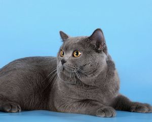 Preview wallpaper cat, briton, down, fat, photoshoot