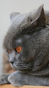 Preview wallpaper cat, briton, ears, down, fat