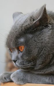 Preview wallpaper cat, briton, ears, down, fat