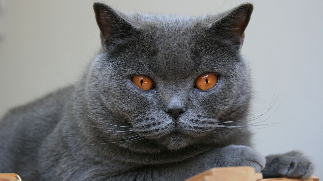 Wallpaper cat, briton, face, eyes