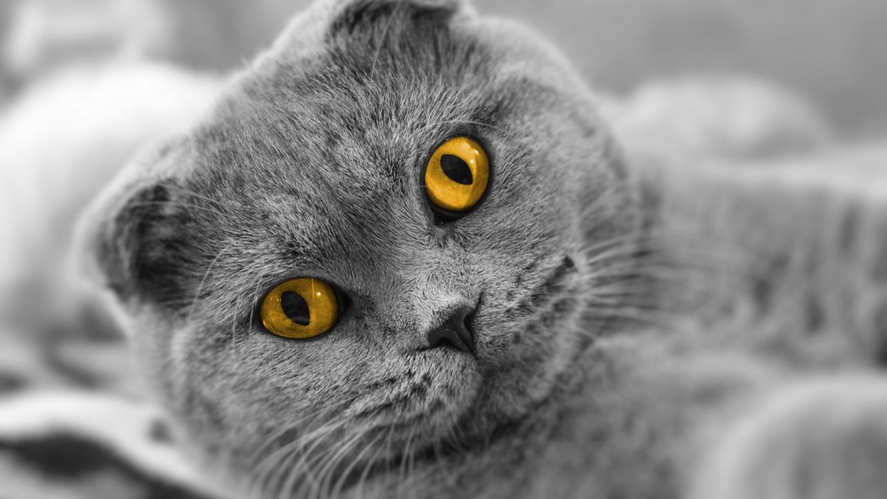 Wallpaper cat, briton, face, thick