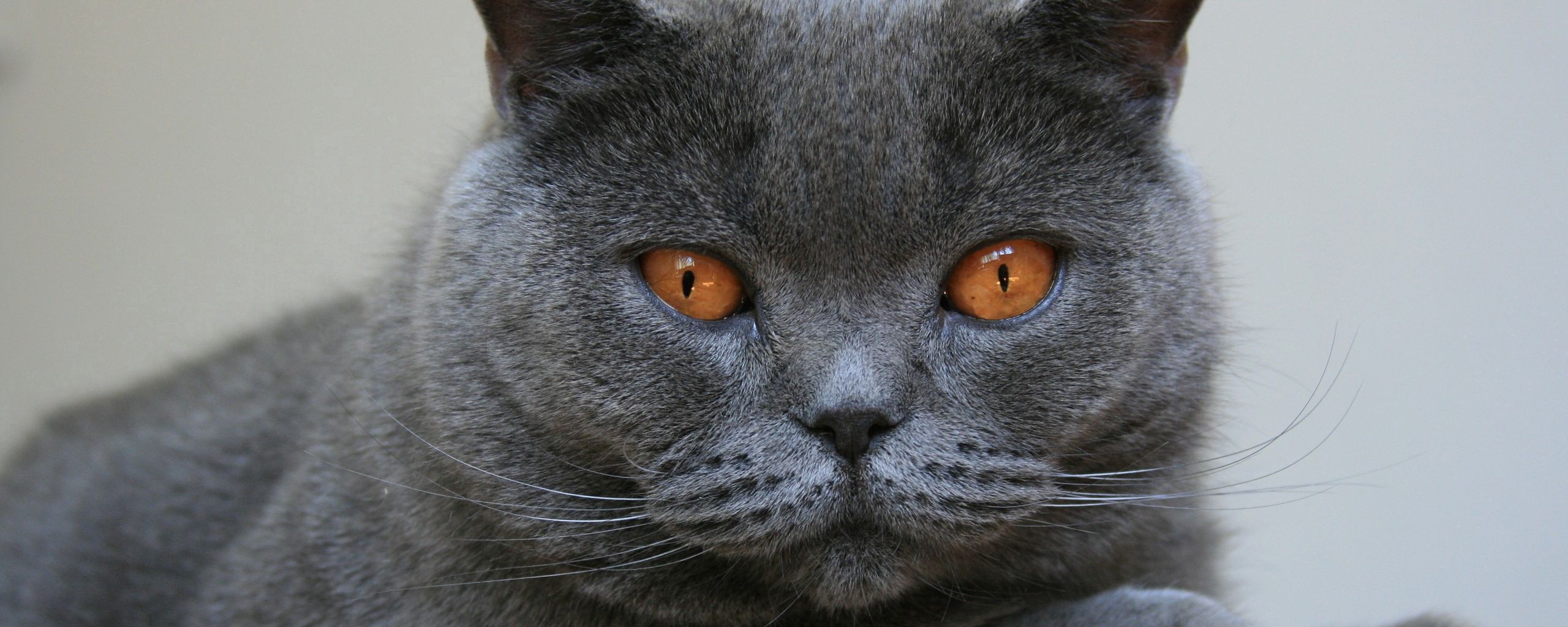 Download wallpaper 2560x1024 cat, briton, face, eyes ultrawide monitor ...