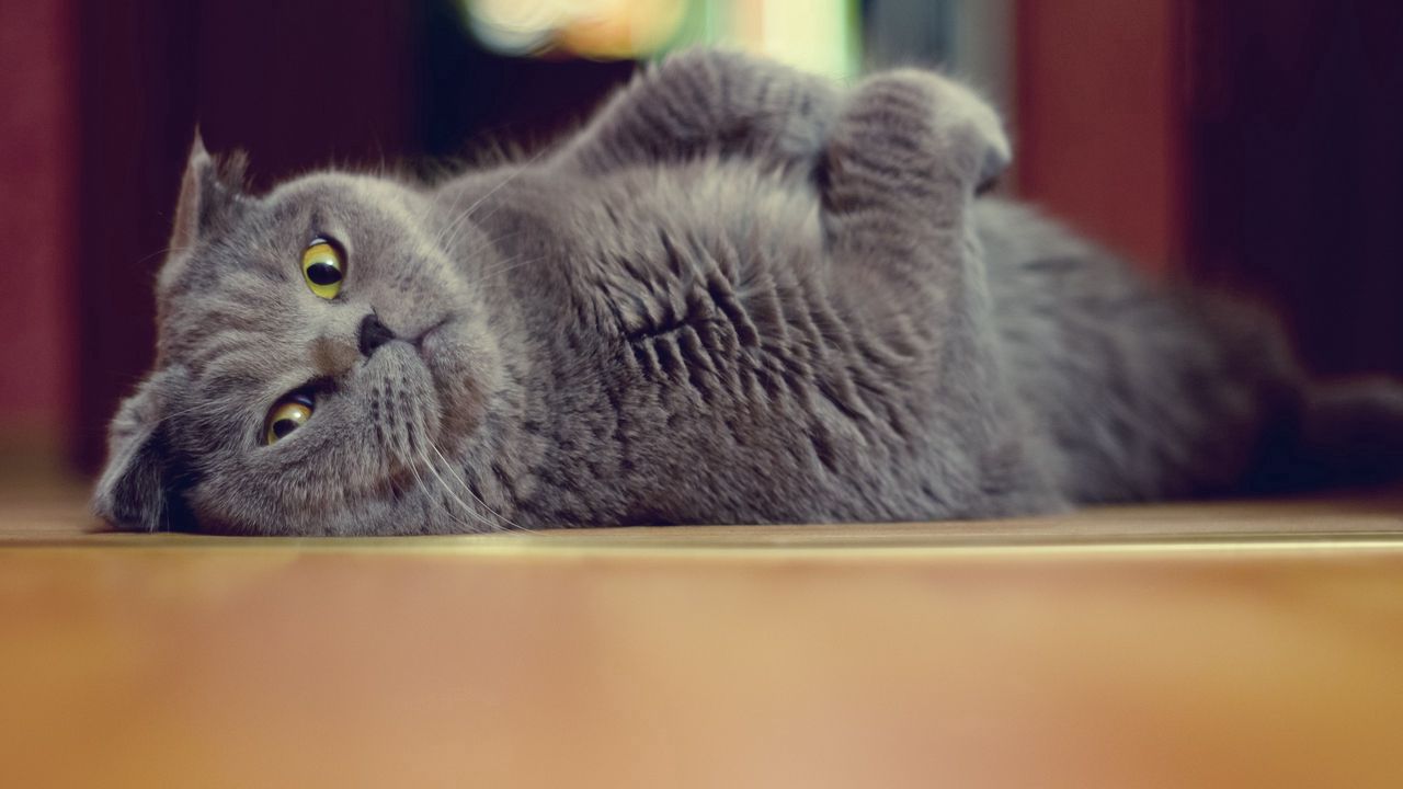 Wallpaper cat, briton, floor, lying, playful