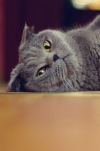 Preview wallpaper cat, briton, floor, lying, playful