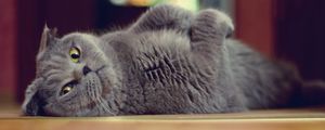 Preview wallpaper cat, briton, floor, lying, playful