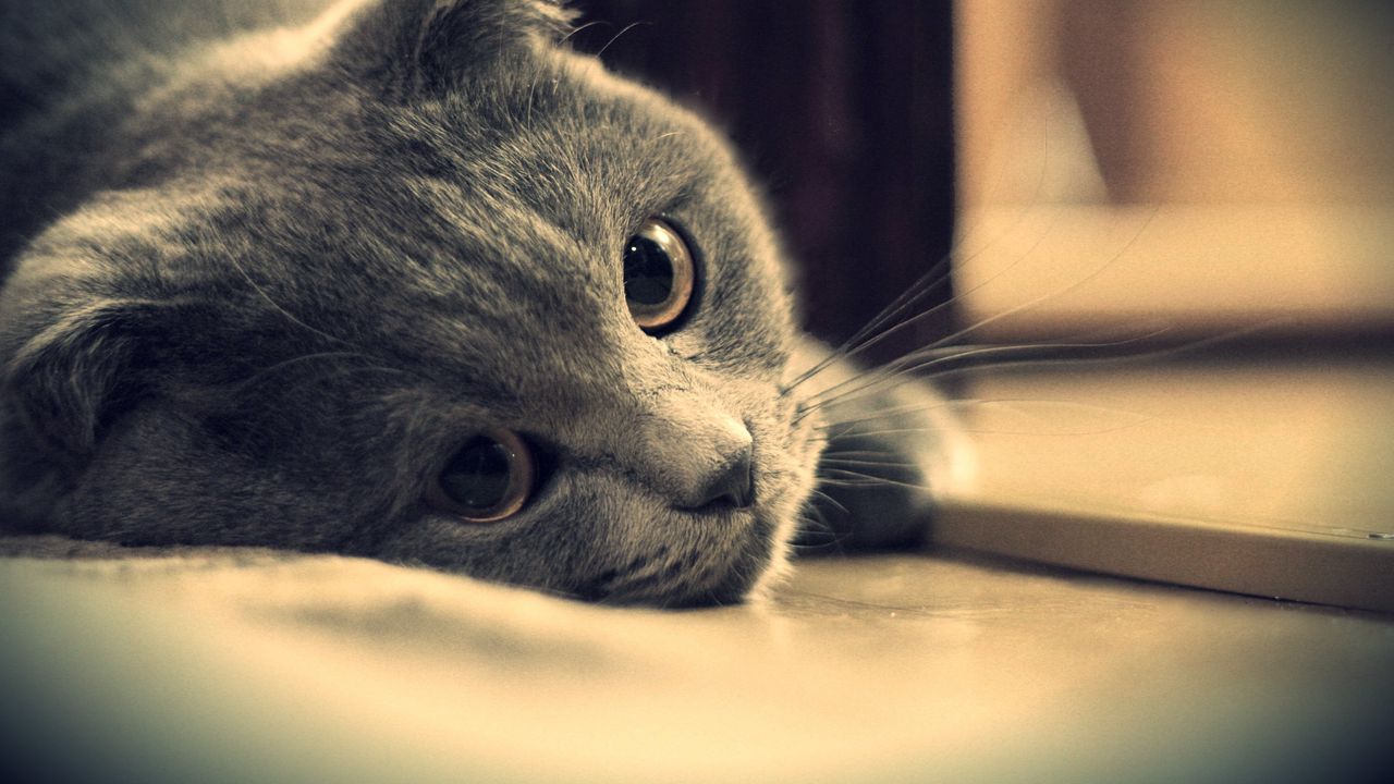 Wallpaper cat, briton, gray eyes, british, look