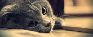 Preview wallpaper cat, briton, gray eyes, british, look