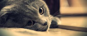 Preview wallpaper cat, briton, gray eyes, british, look