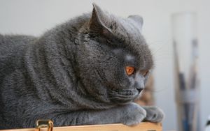 Preview wallpaper cat, briton, lie, face