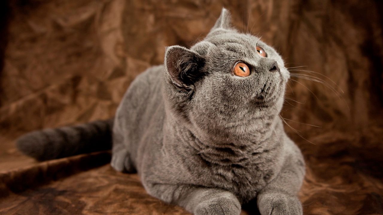 Wallpaper cat, briton, look, gray, thick