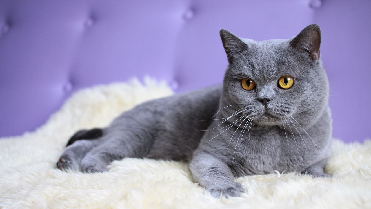 Wallpaper cat, briton, rug, lie