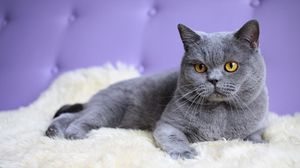 Preview wallpaper cat, briton, rug, lie