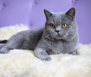 Preview wallpaper cat, briton, rug, lie