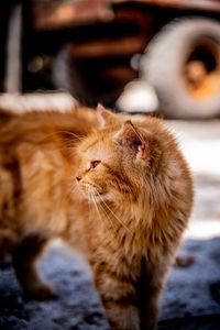 Preview wallpaper cat, brown, fluffy, pet