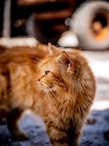 Preview wallpaper cat, brown, fluffy, pet