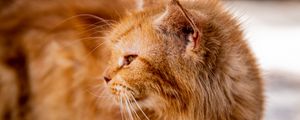 Preview wallpaper cat, brown, fluffy, pet