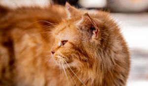 Preview wallpaper cat, brown, fluffy, pet