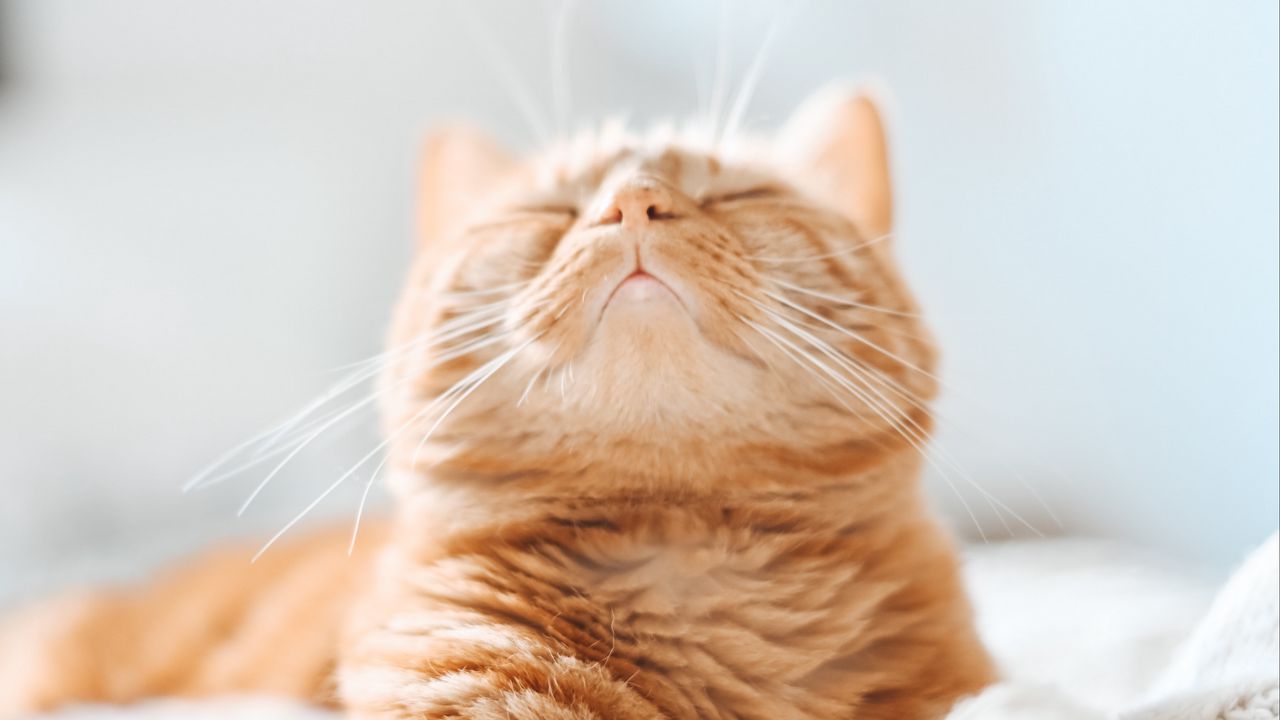 Wallpaper cat, brown, funny, pet, sleep