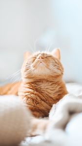 Preview wallpaper cat, brown, funny, pet, sleep