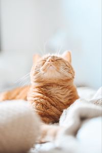 Preview wallpaper cat, brown, funny, pet, sleep