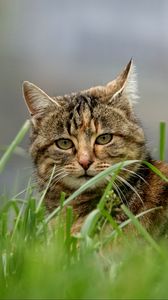 Preview wallpaper cat, brown, striped, pet, grass