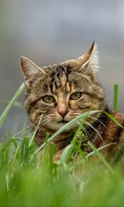 Preview wallpaper cat, brown, striped, pet, grass