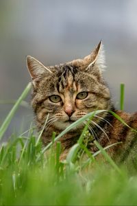 Preview wallpaper cat, brown, striped, pet, grass