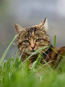 Preview wallpaper cat, brown, striped, pet, grass