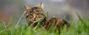 Preview wallpaper cat, brown, striped, pet, grass