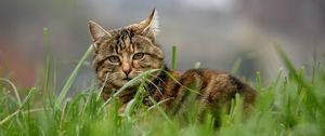 Preview wallpaper cat, brown, striped, pet, grass