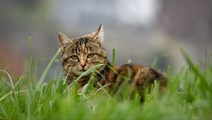 Preview wallpaper cat, brown, striped, pet, grass