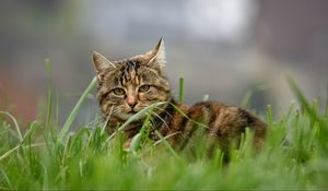 Preview wallpaper cat, brown, striped, pet, grass