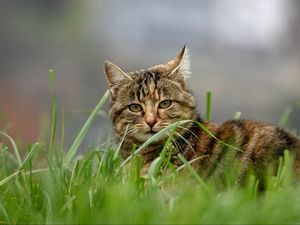 Preview wallpaper cat, brown, striped, pet, grass