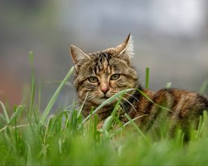 Preview wallpaper cat, brown, striped, pet, grass