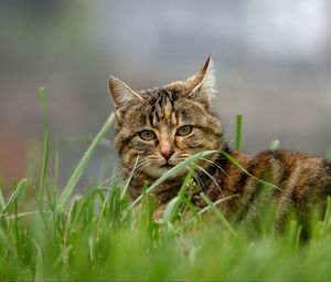 Preview wallpaper cat, brown, striped, pet, grass