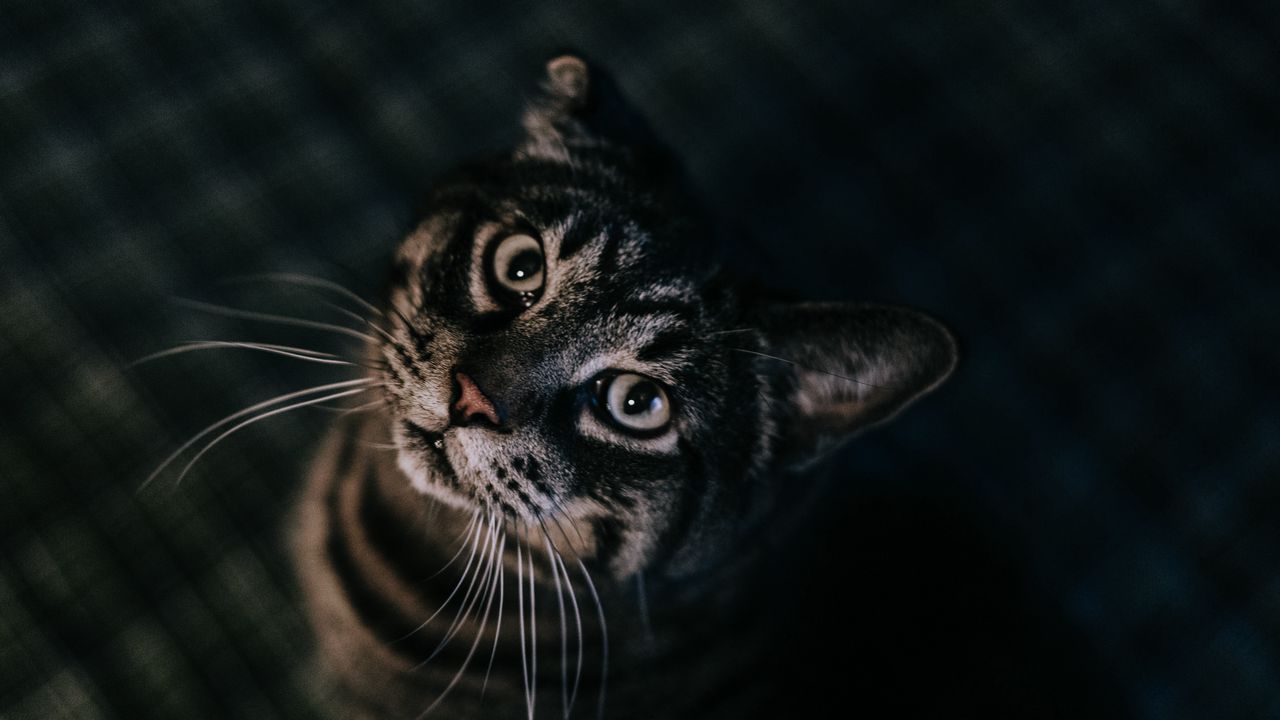 Wallpaper cat, brown, tabby, pet hd, picture, image