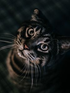 Preview wallpaper cat, brown, tabby, pet
