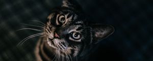 Preview wallpaper cat, brown, tabby, pet