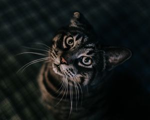 Preview wallpaper cat, brown, tabby, pet