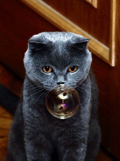 Download wallpaper 240x320 cat, bubble, muzzle, fat old mobile, cell ...